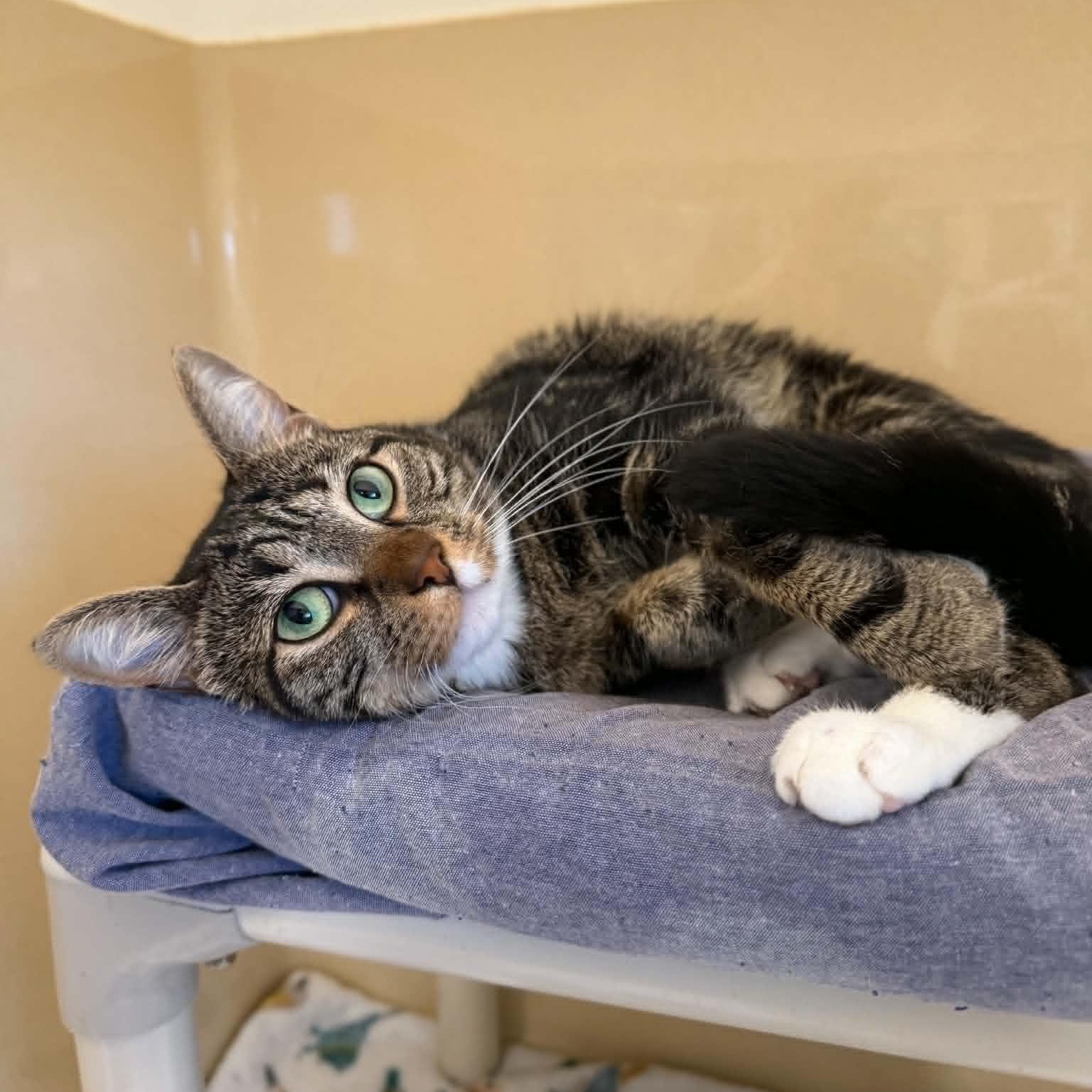 Enlarge Franks, an adoptable mixed breed in Penn Yan, NY image 5/5