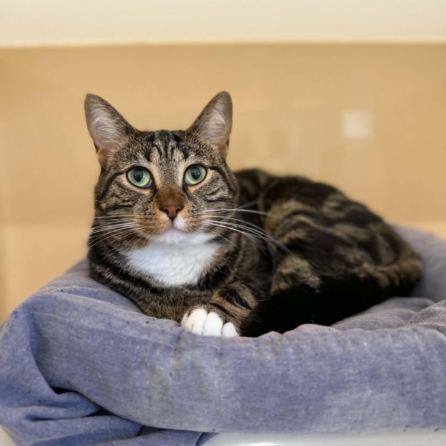 Enlarge Franks, an adoptable mixed breed in Penn Yan, NY image 4/5