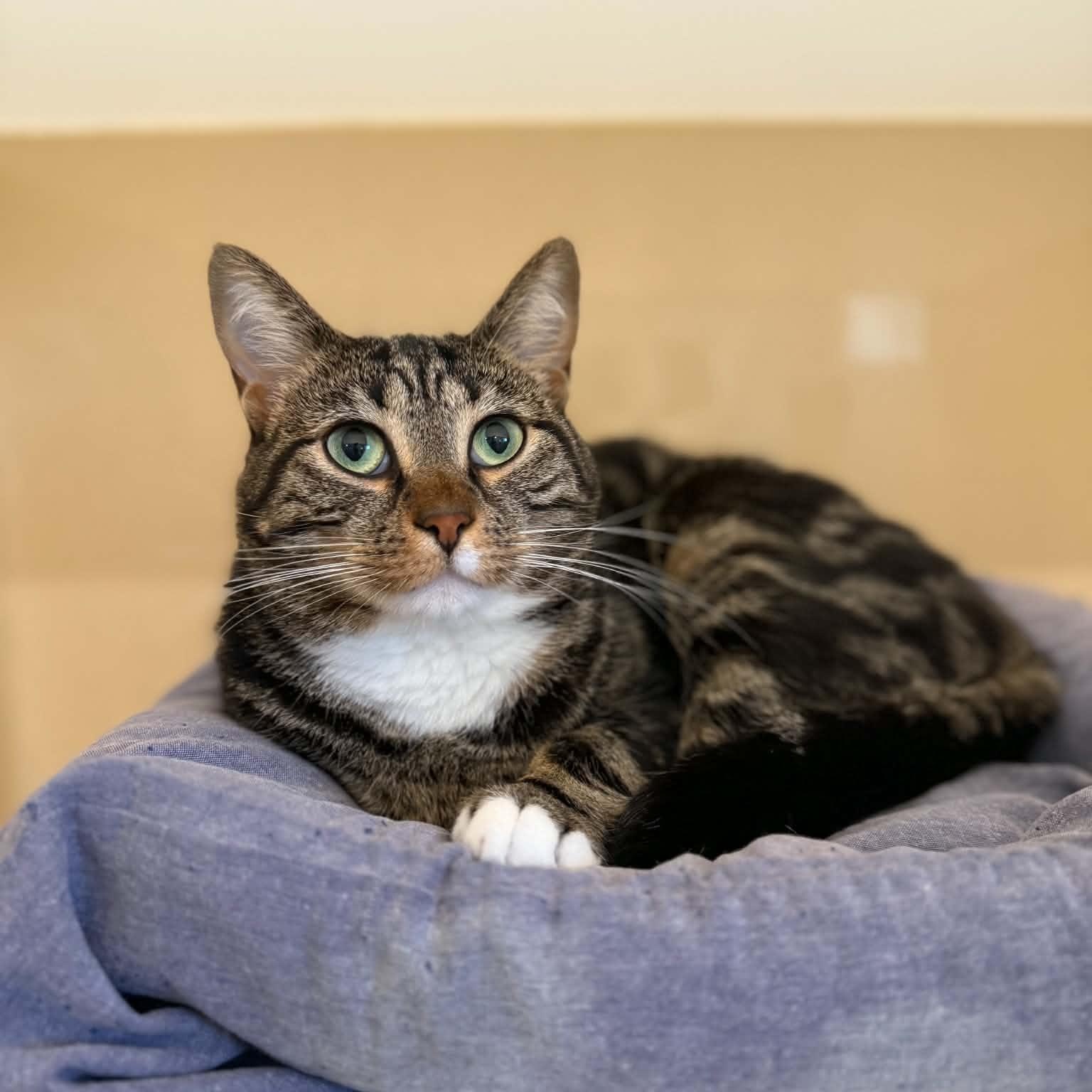 Enlarge Franks, an adoptable mixed breed in Penn Yan, NY image 3/5