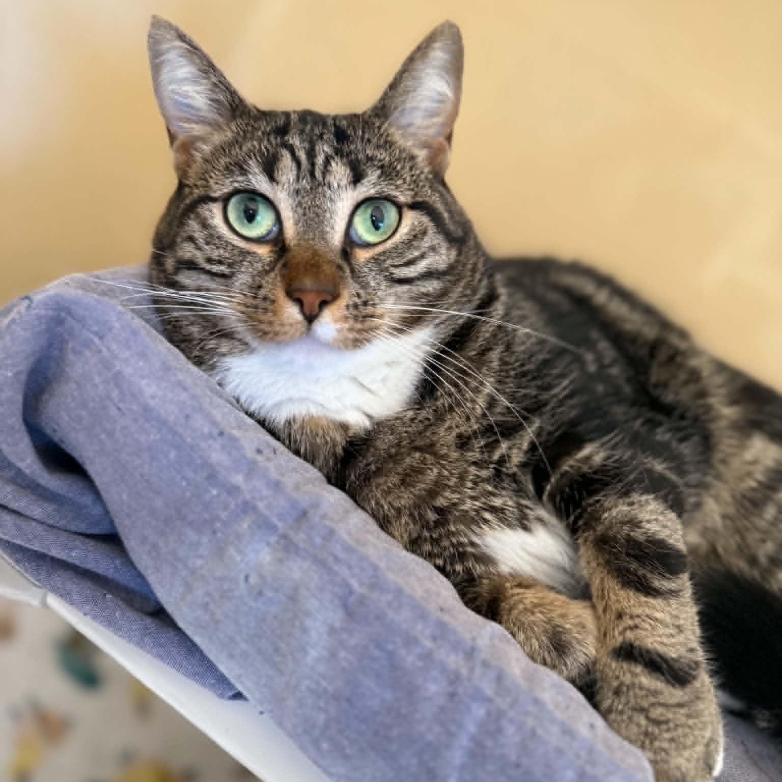 Franks, adoptable, Adult Male Domestic Short Hair & Tabby.