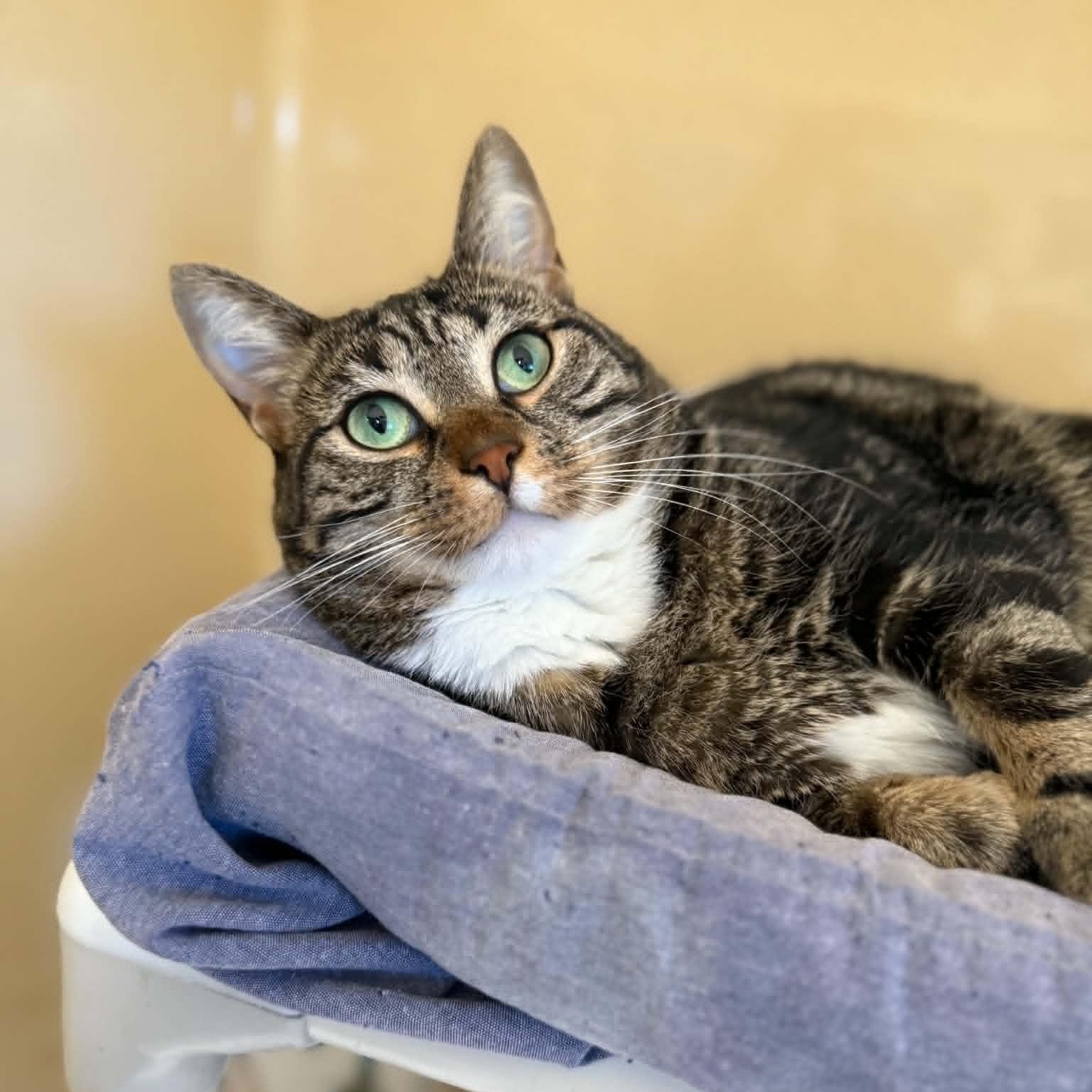 Enlarge Franks, an adoptable mixed breed in Penn Yan, NY image 2/5