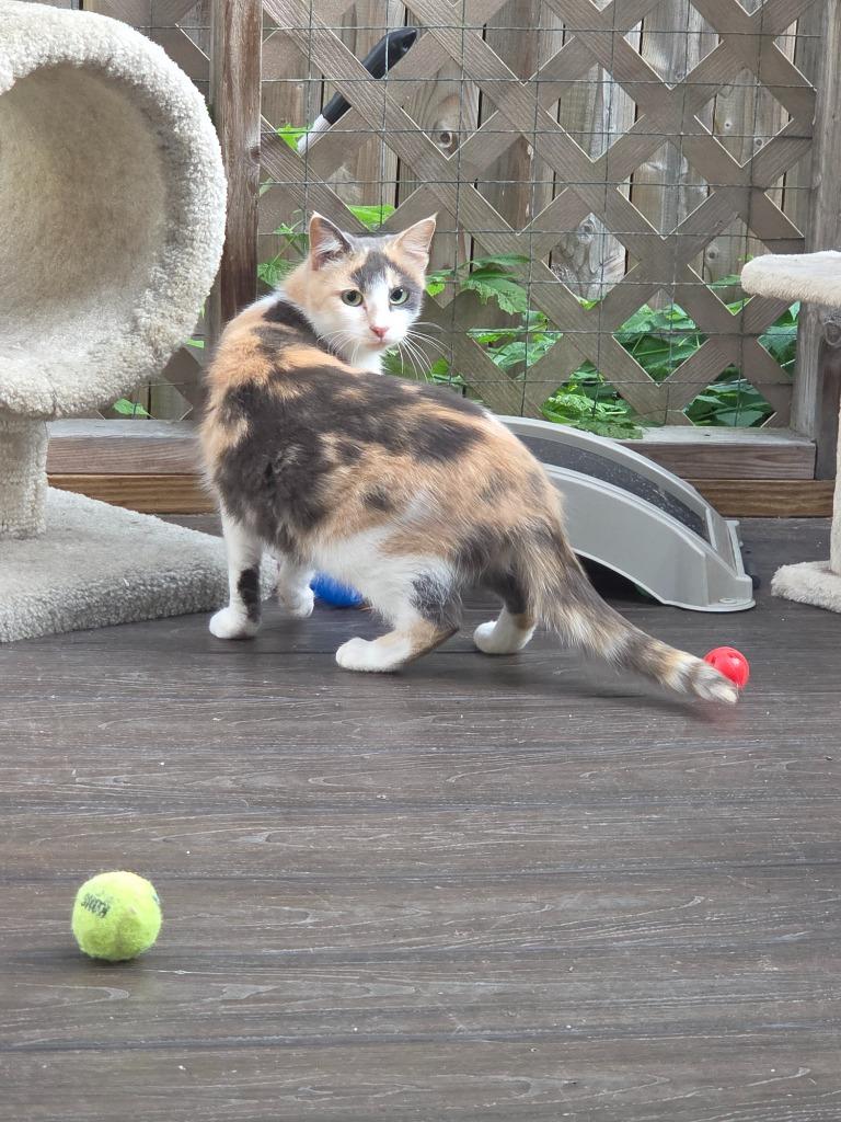 Enlarge Chloe, a Adoptable mixed breed in Lunenburg, VT image 1/3