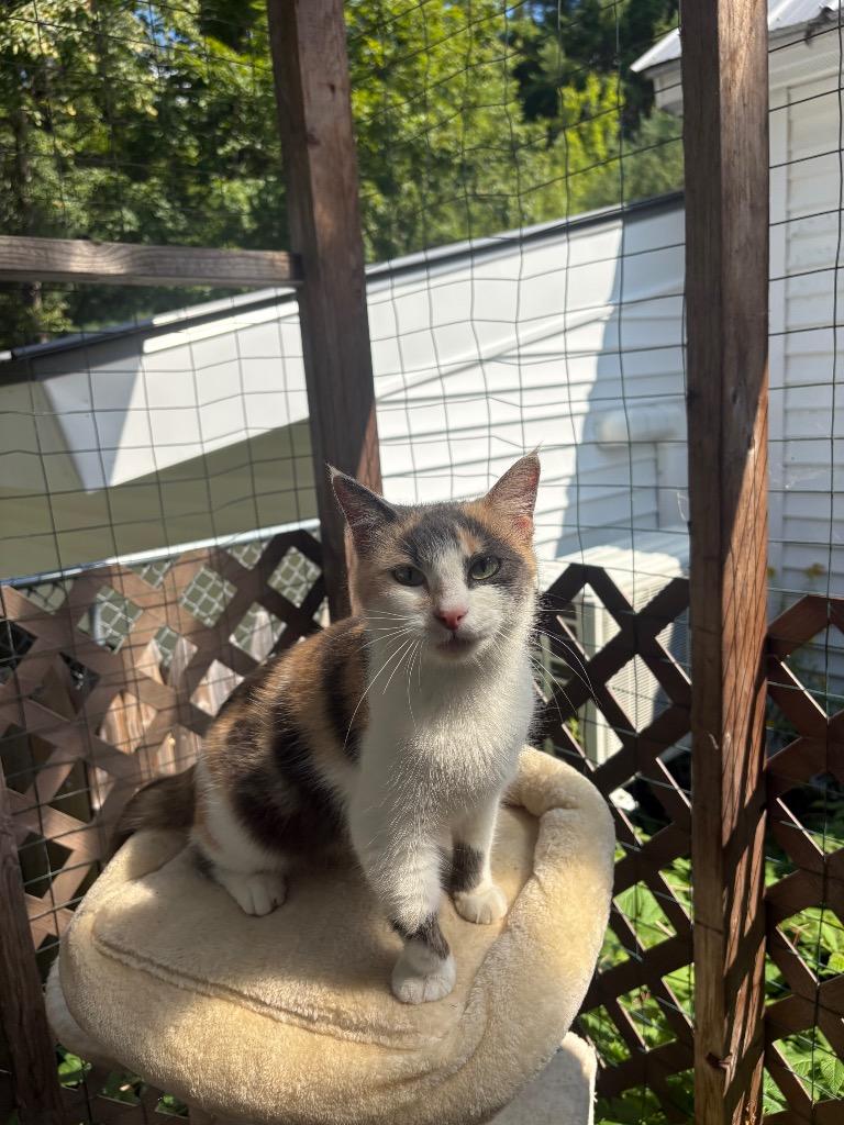 Enlarge Chloe, a Adoptable mixed breed in Lunenburg, VT image 2/3