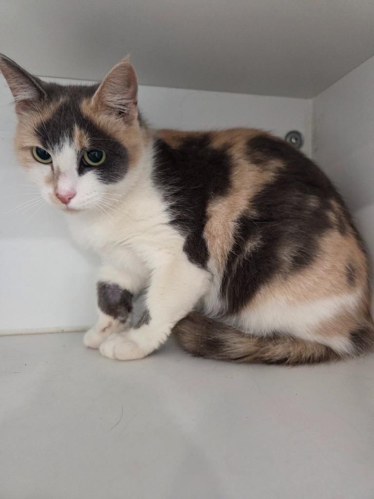 Enlarge Chloe, a Adoptable mixed breed in Lunenburg, VT image 3/3