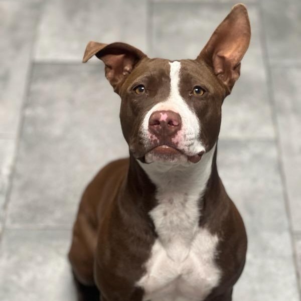 Enlarge Hazel, a ADOPTABLE mixed breed in Williston, VT image 5/6