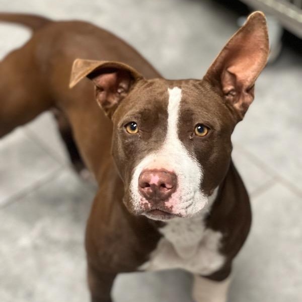 Enlarge Hazel, a ADOPTABLE mixed breed in Williston, VT image 4/6