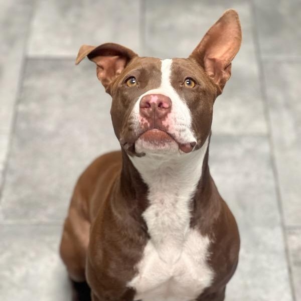 Enlarge Hazel, a ADOPTABLE mixed breed in Williston, VT image 3/6