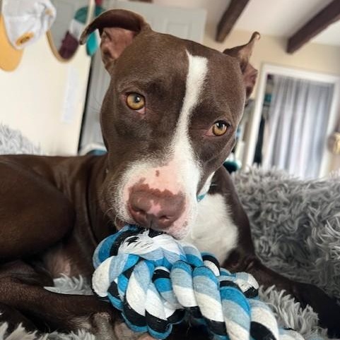 Hazel, a ADOPTABLE mixed breed in Williston, VT image 3/6