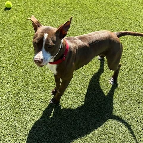Enlarge Hazel, a ADOPTABLE mixed breed in Williston, VT image 2/6