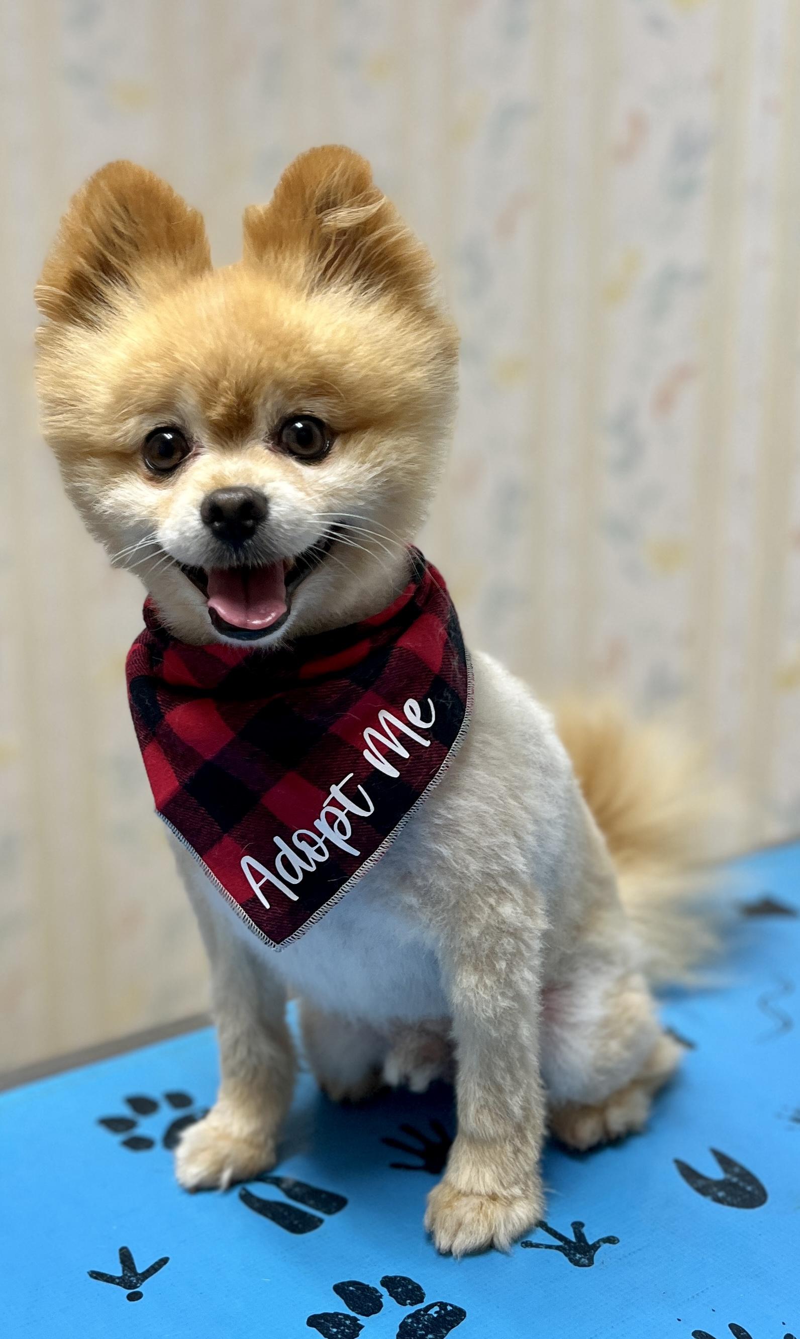 Enlarge Teddy, a ADOPTABLE Pomeranian in San Jose, CA image 1/1
