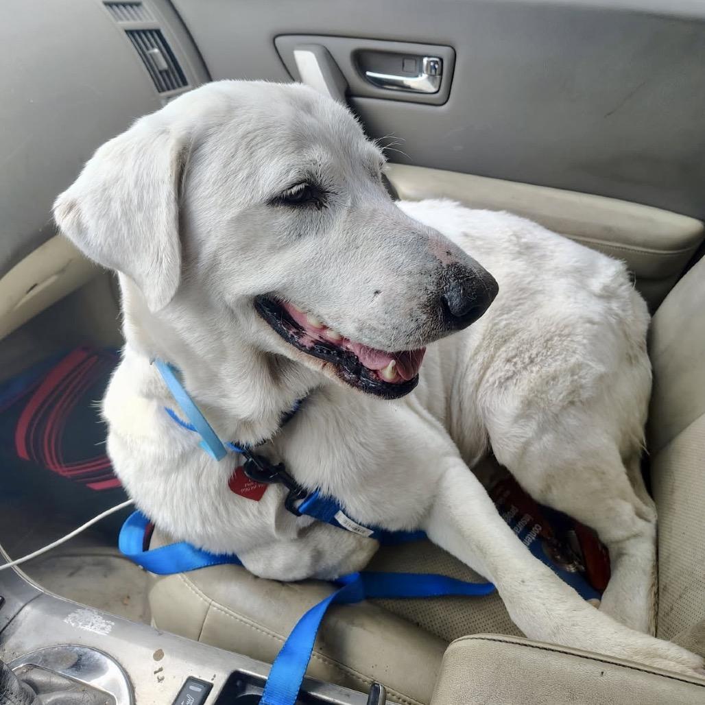 Ava, Adoptable, Senior Female Labrador Retriever & Great Pyrenees.