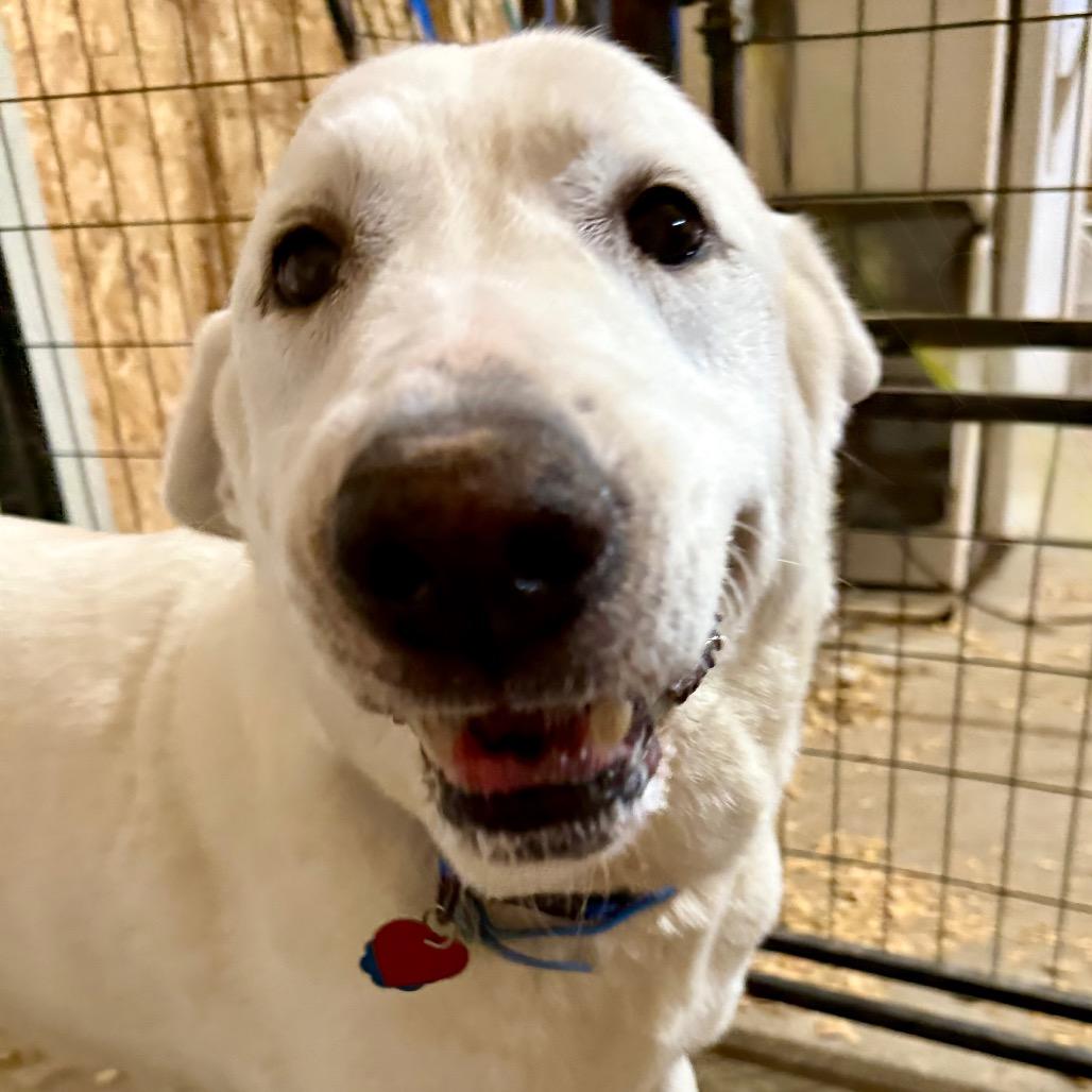 Enlarge Ava, a Adoptable mixed breed in Ennis, TX image 3/4