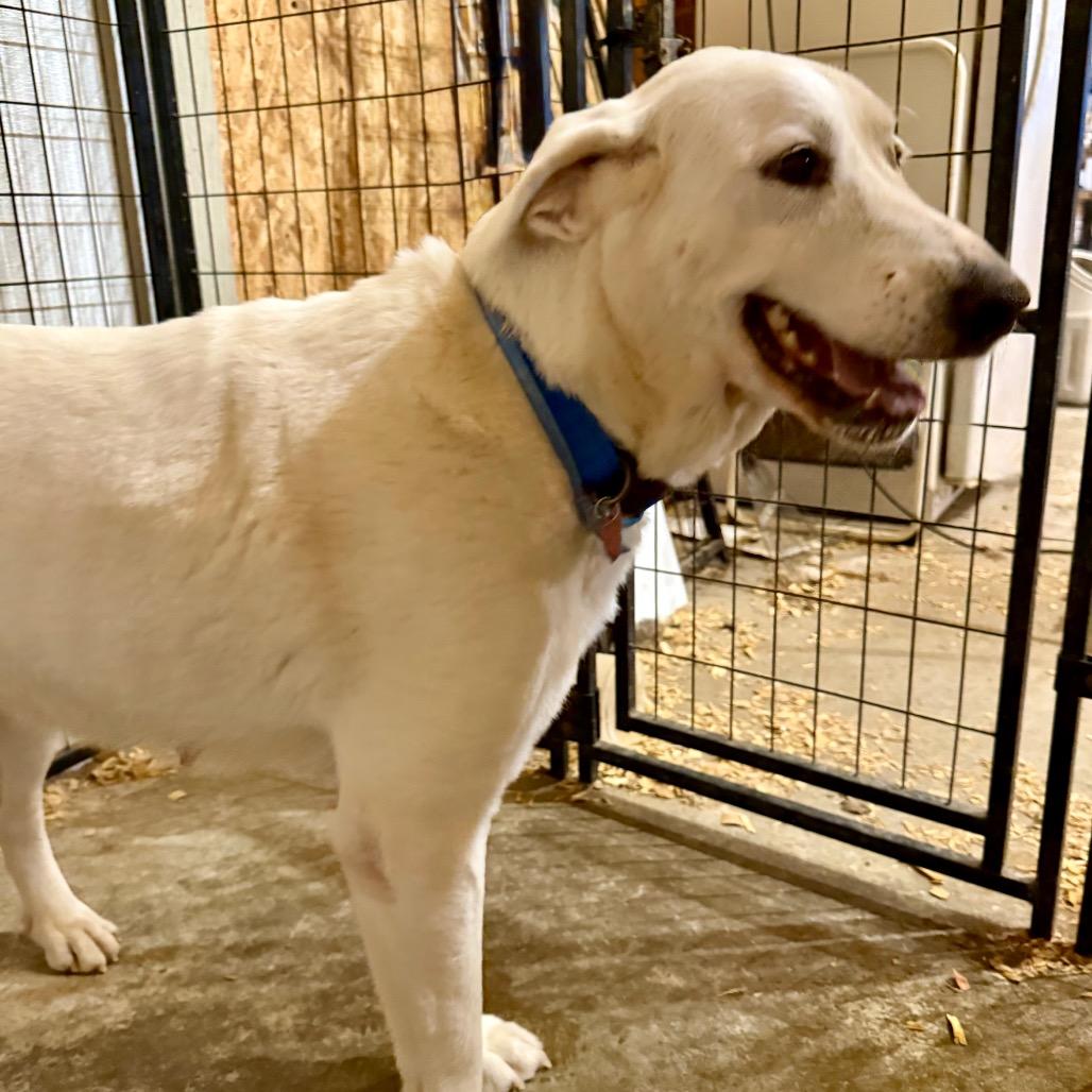 Enlarge Ava, a Adoptable mixed breed in Ennis, TX image 4/4