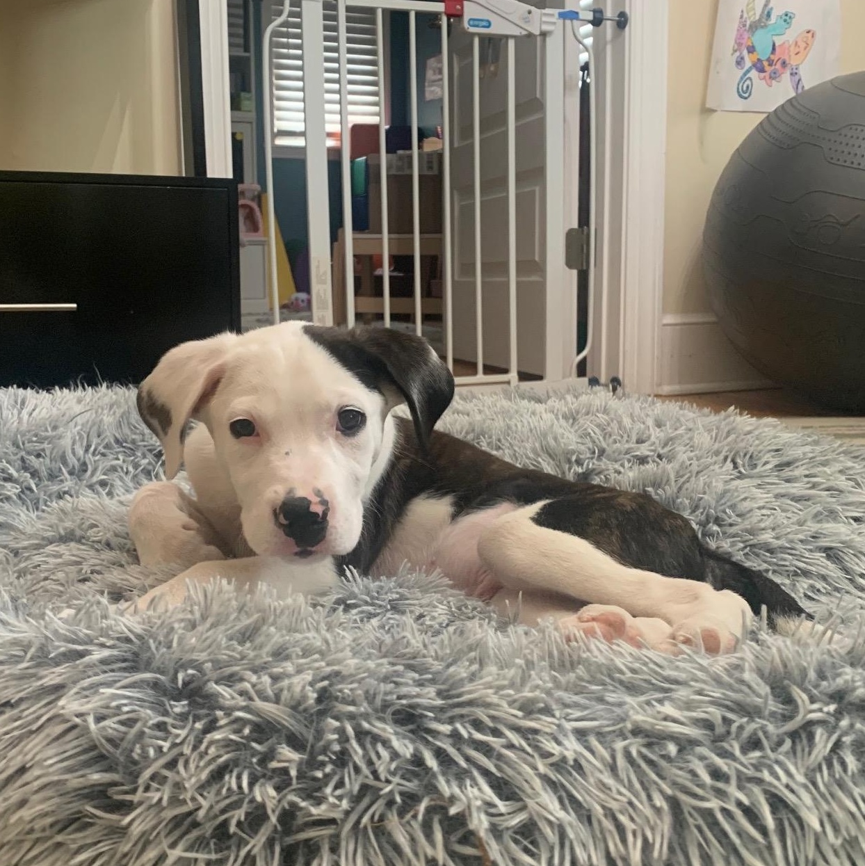 Enlarge Grady, a ADOPTABLE mixed breed in Rock Hill, SC image 3/6