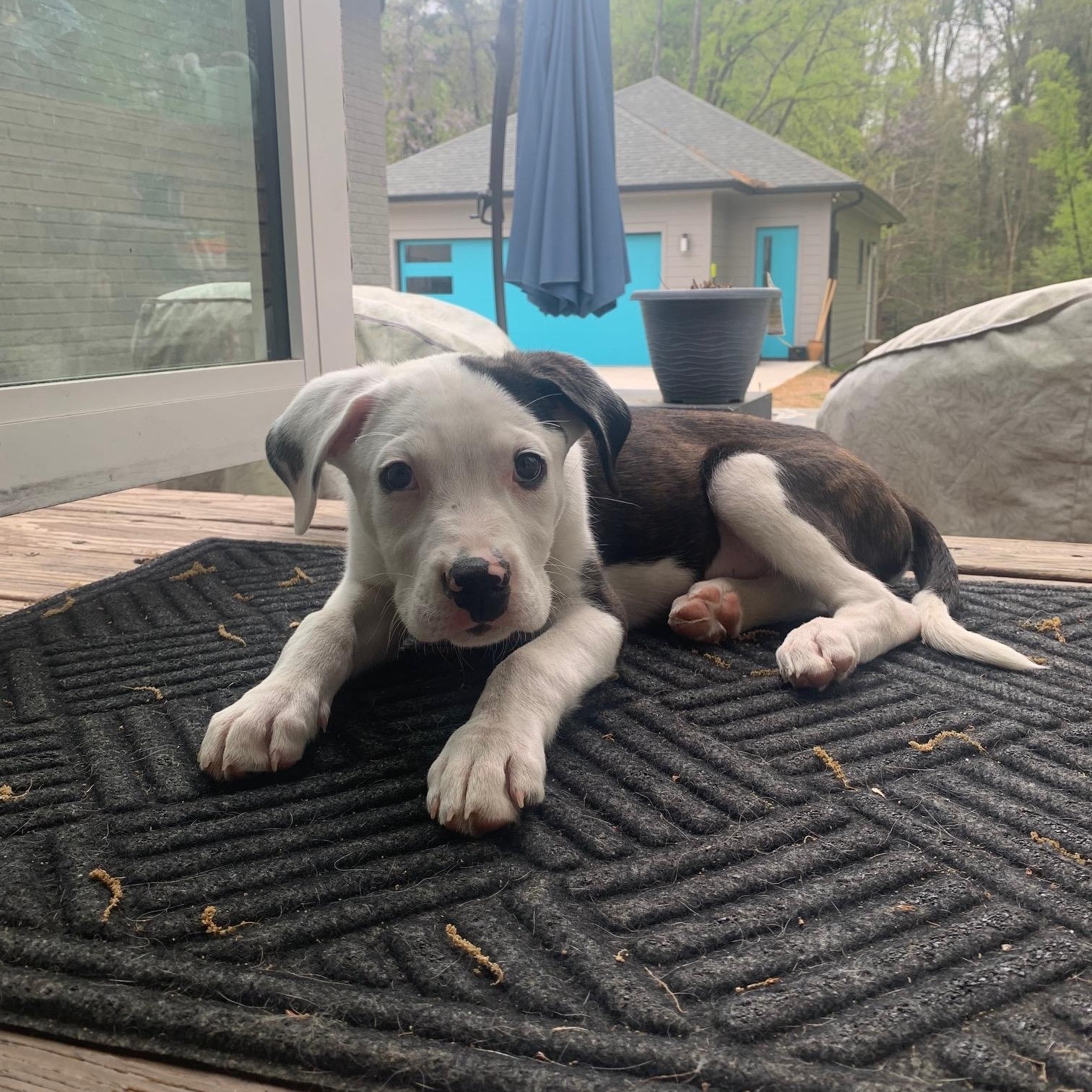 Enlarge Grady, a ADOPTABLE mixed breed in Rock Hill, SC image 5/6