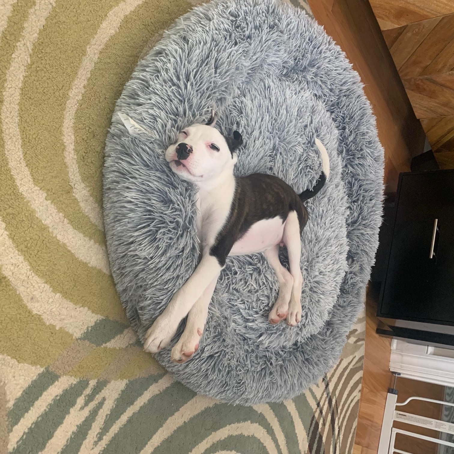 Enlarge Grady, a ADOPTABLE mixed breed in Rock Hill, SC image 6/6