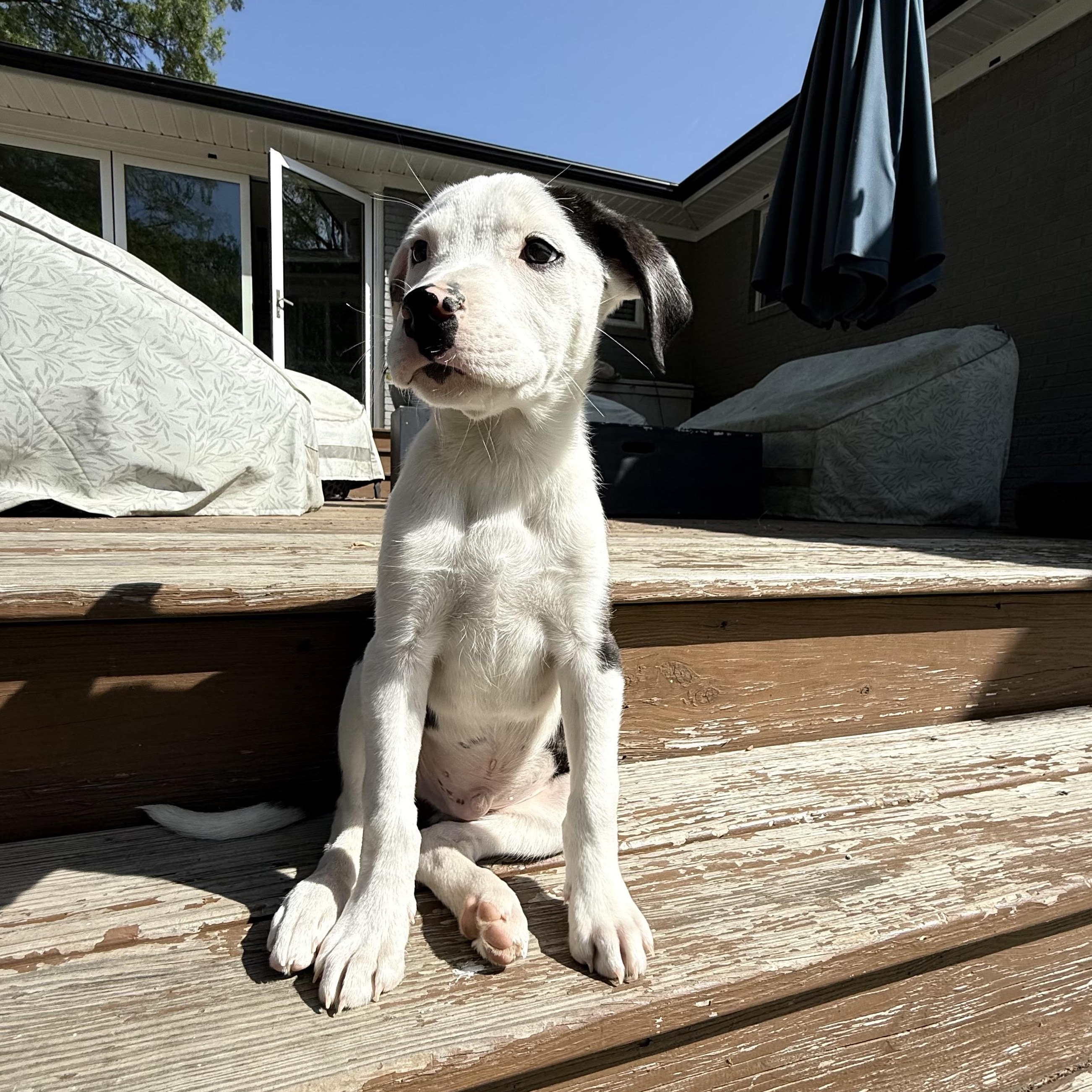 Enlarge Grady, a ADOPTABLE mixed breed in Rock Hill, SC image 2/6