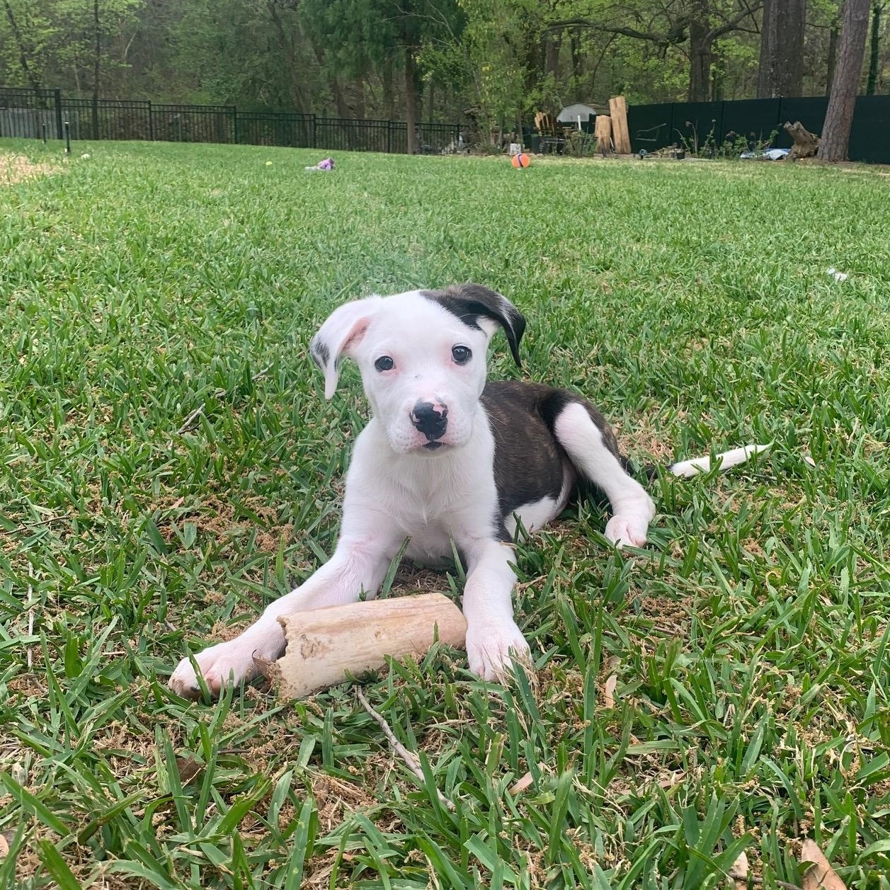 Grady, ADOPTABLE, Puppy Male Boxer & Labrador Retriever.