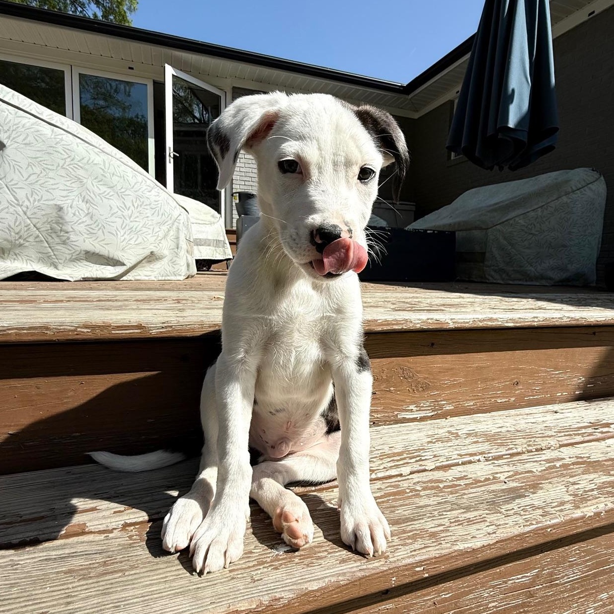 Enlarge Grady, a ADOPTABLE mixed breed in Rock Hill, SC image 4/6