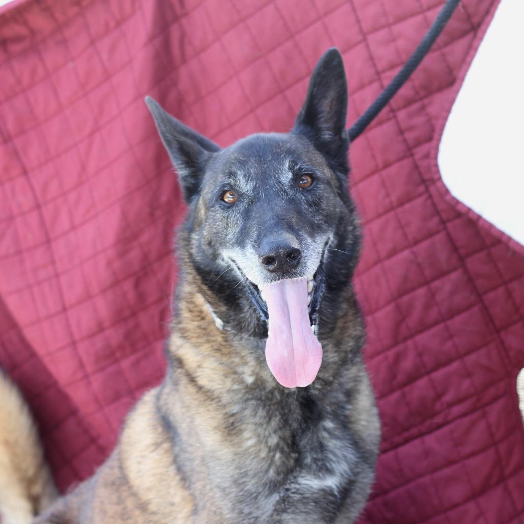 Joe, Adoptable, Adult Male Belgian Shepherd / Malinois & Mixed Breed.