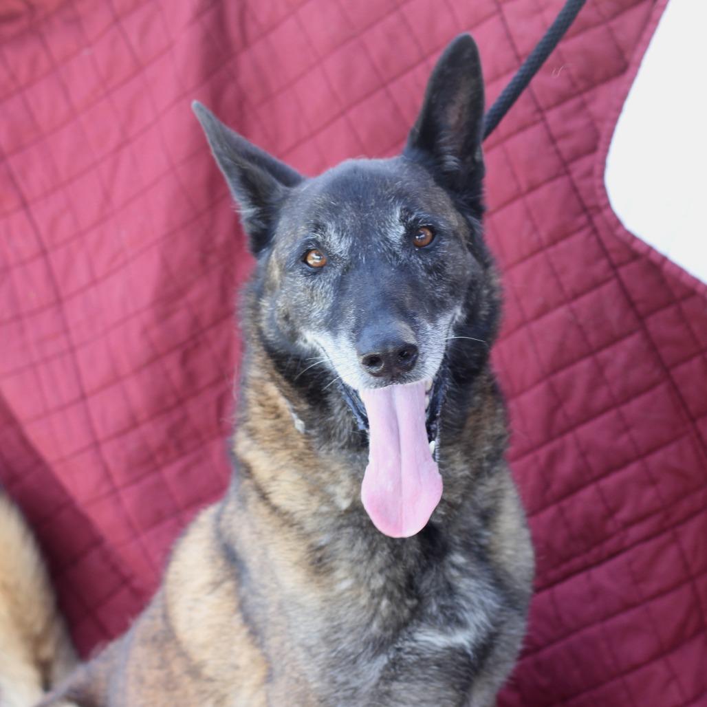 Enlarge Joe, a Adoptable mixed breed in Long Beach, CA image 2/6