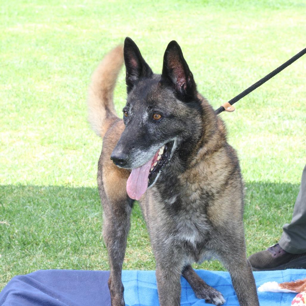 Enlarge Joe, a Adoptable mixed breed in Long Beach, CA image 3/6