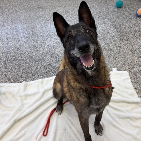 Enlarge Joe, a Adoptable mixed breed in Long Beach, CA image 4/6