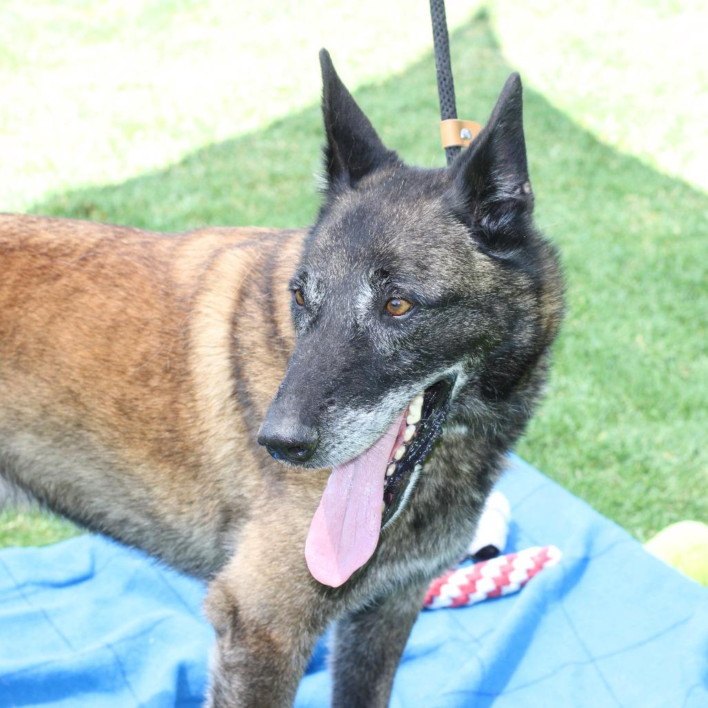 Enlarge Joe, a Adoptable mixed breed in Long Beach, CA image 5/6
