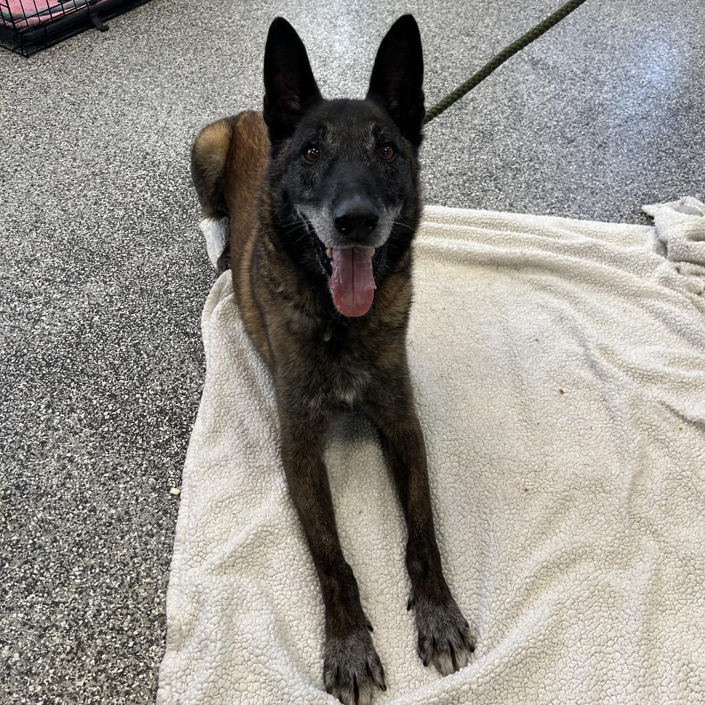Enlarge Joe, a Adoptable mixed breed in Long Beach, CA image 6/6