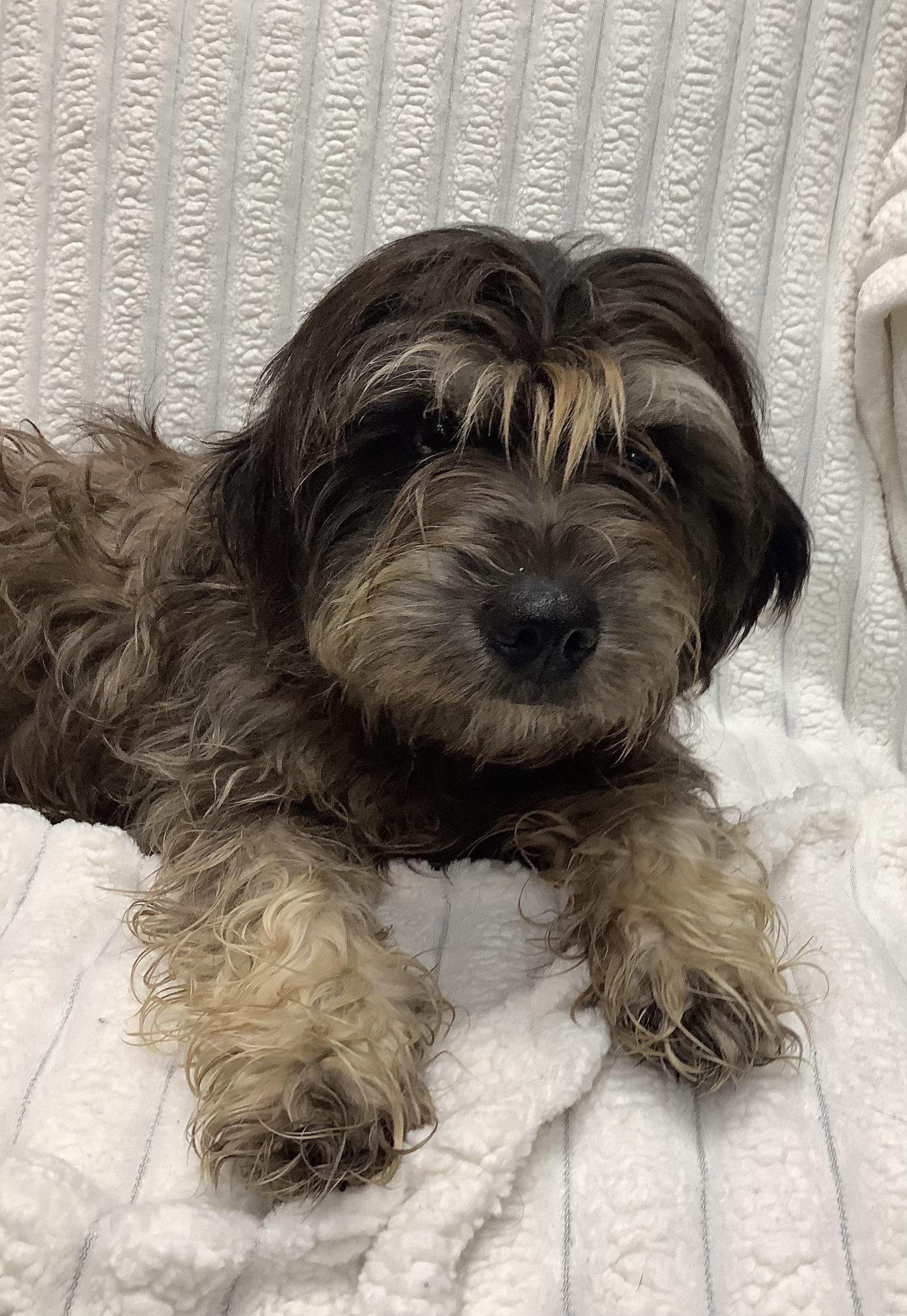 Enlarge Lizzy, a Adopted mixed breed in Scottsboro, AL image 1/2