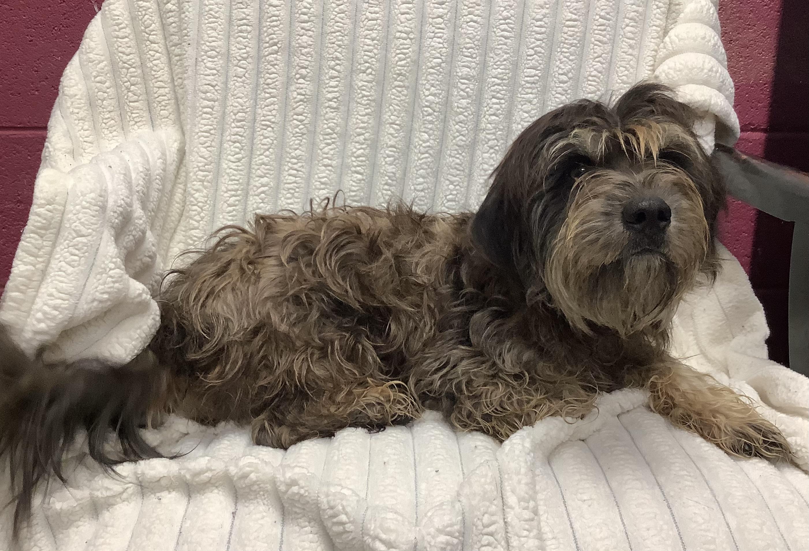 Enlarge Lizzy, a Adopted mixed breed in Scottsboro, AL image 2/2