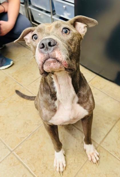 Damira, Adoptable, Adult Female Mixed Breed & Mixed Breed.