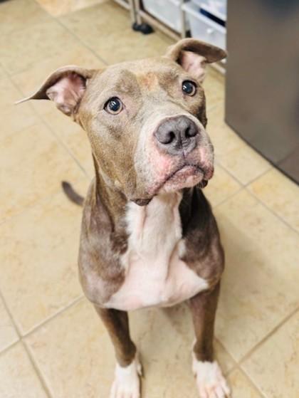 Enlarge Damira, a Adoptable Mixed Breed in Covington, LA image 2/2