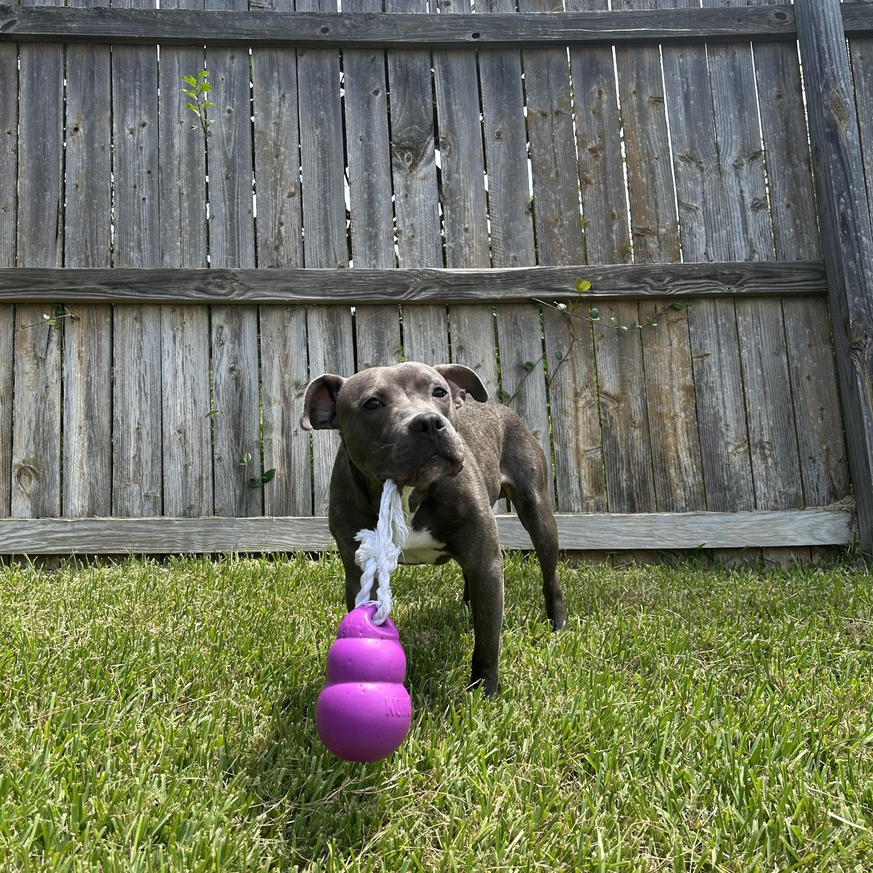 Blue, a Adoptable Pit Bull Terrier in College Station, TX image 2/4