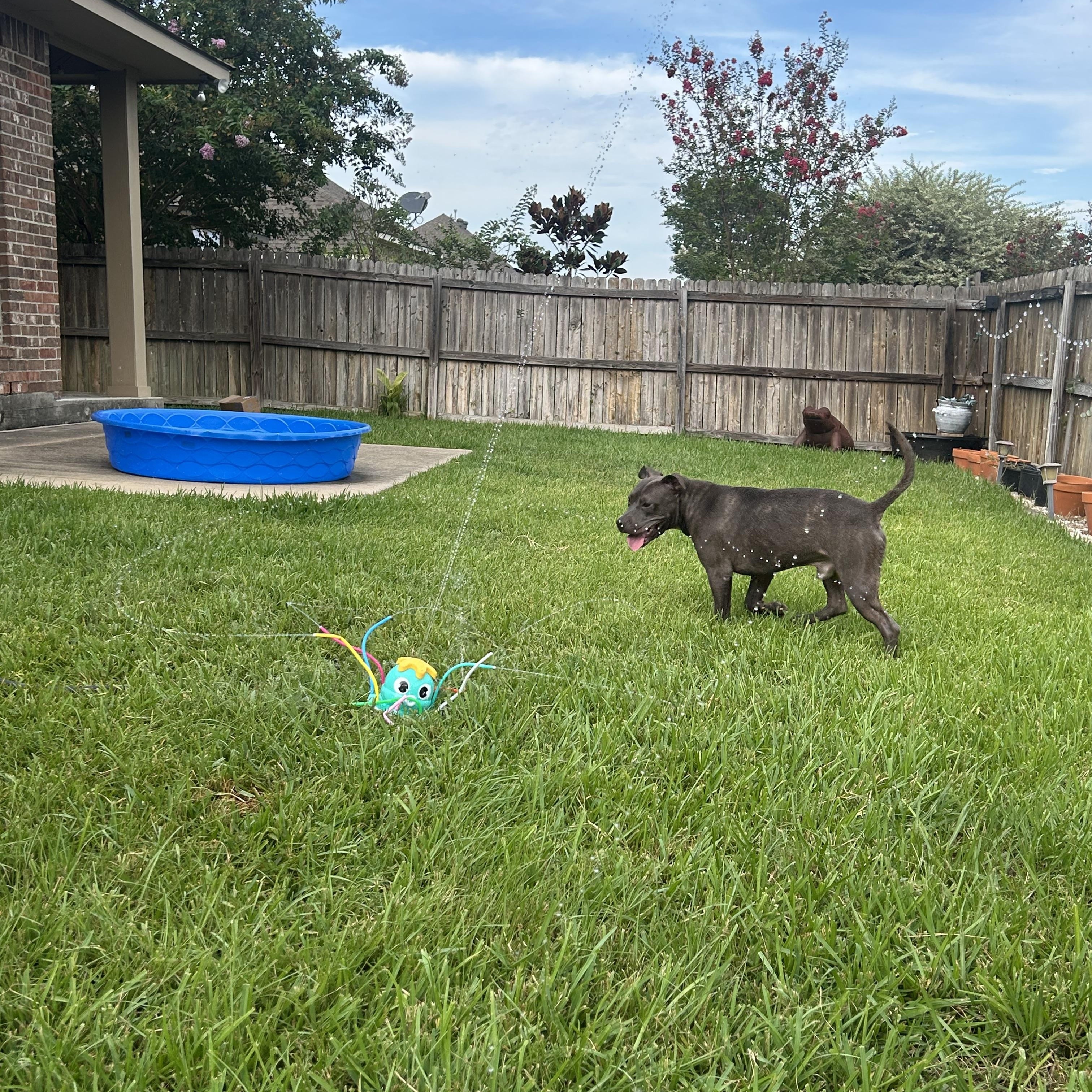 Blue, a Adoptable Pit Bull Terrier in College Station, TX image 3/4