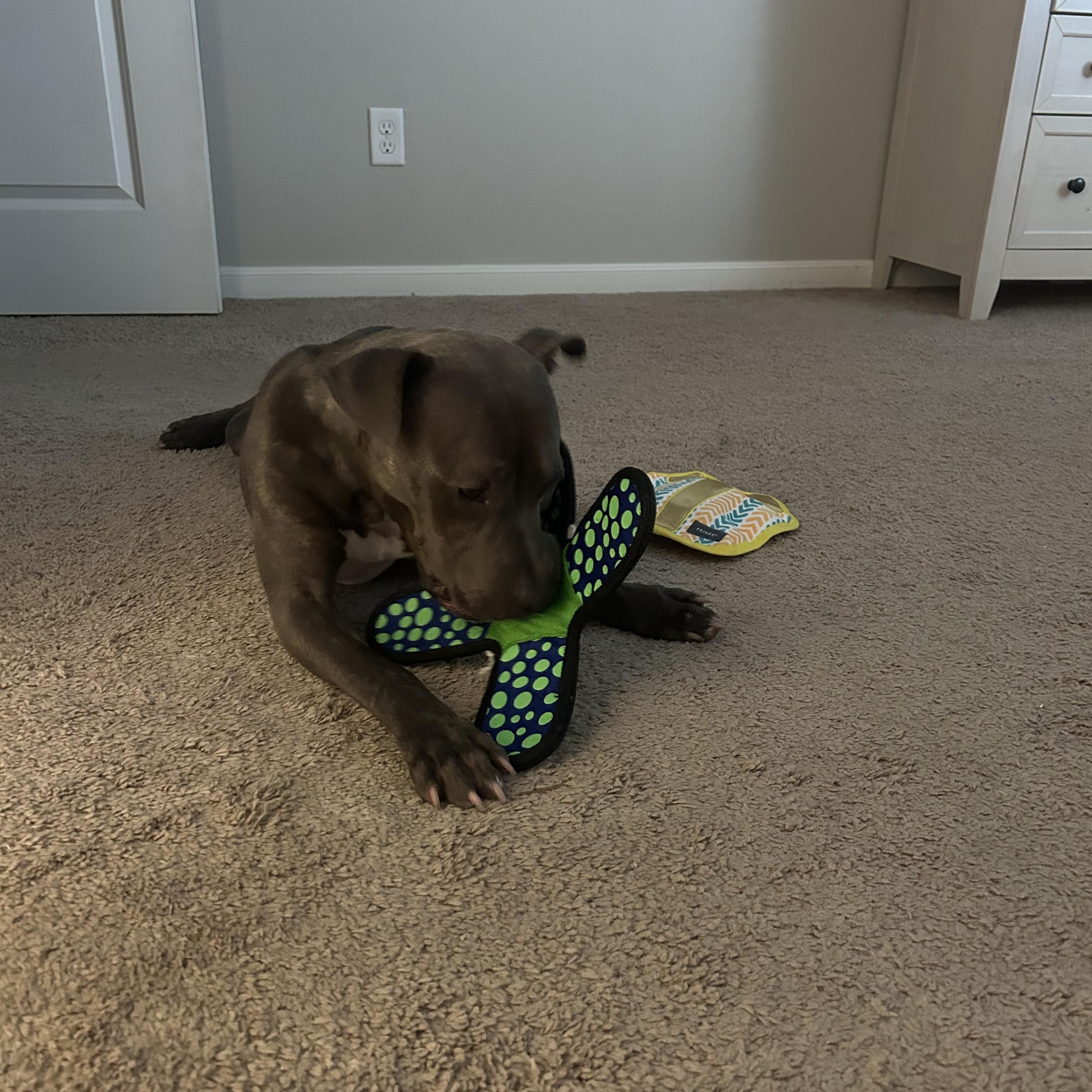 Blue, a Adoptable Pit Bull Terrier in College Station, TX image 4/4