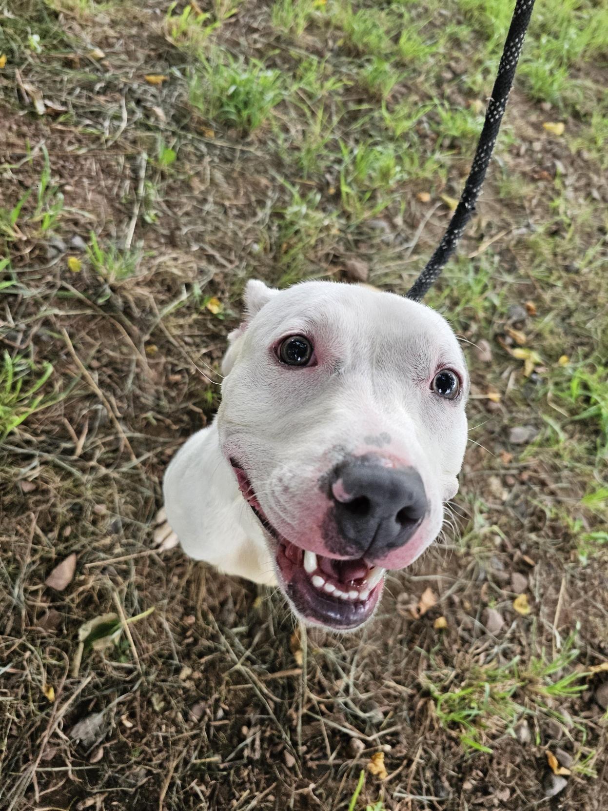 Enlarge Poochie, a Adoptable American Staffordshire Terrier in Jersey city, NJ image 2/3