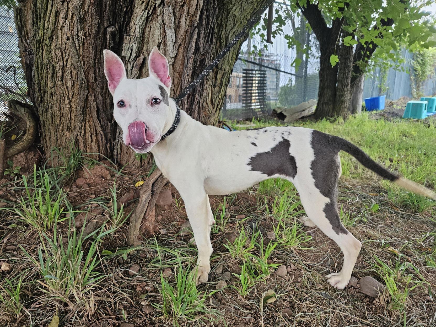 Enlarge Poochie, a Adoptable American Staffordshire Terrier in Jersey city, NJ image 3/3