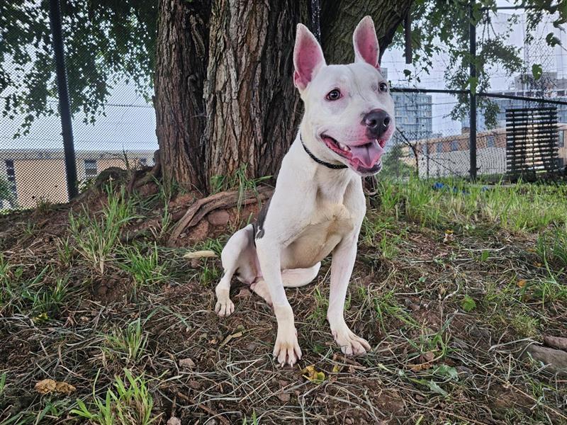 Enlarge Poochie, a Adoptable American Staffordshire Terrier in Jersey city, NJ image 1/3