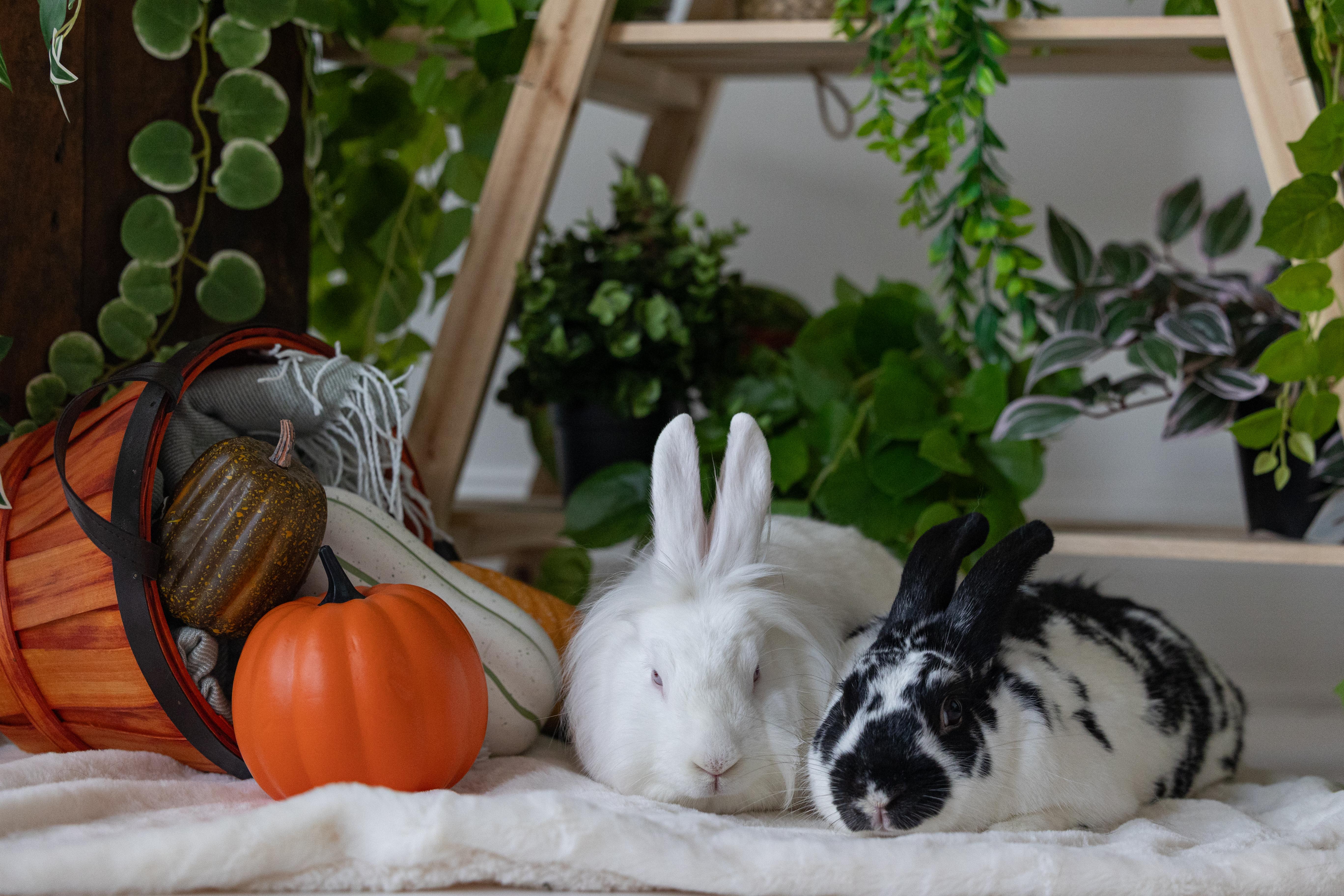Enlarge Mr. Kringle, a Adoptable Bunny Rabbit in Saint Paul, MN image 3/6