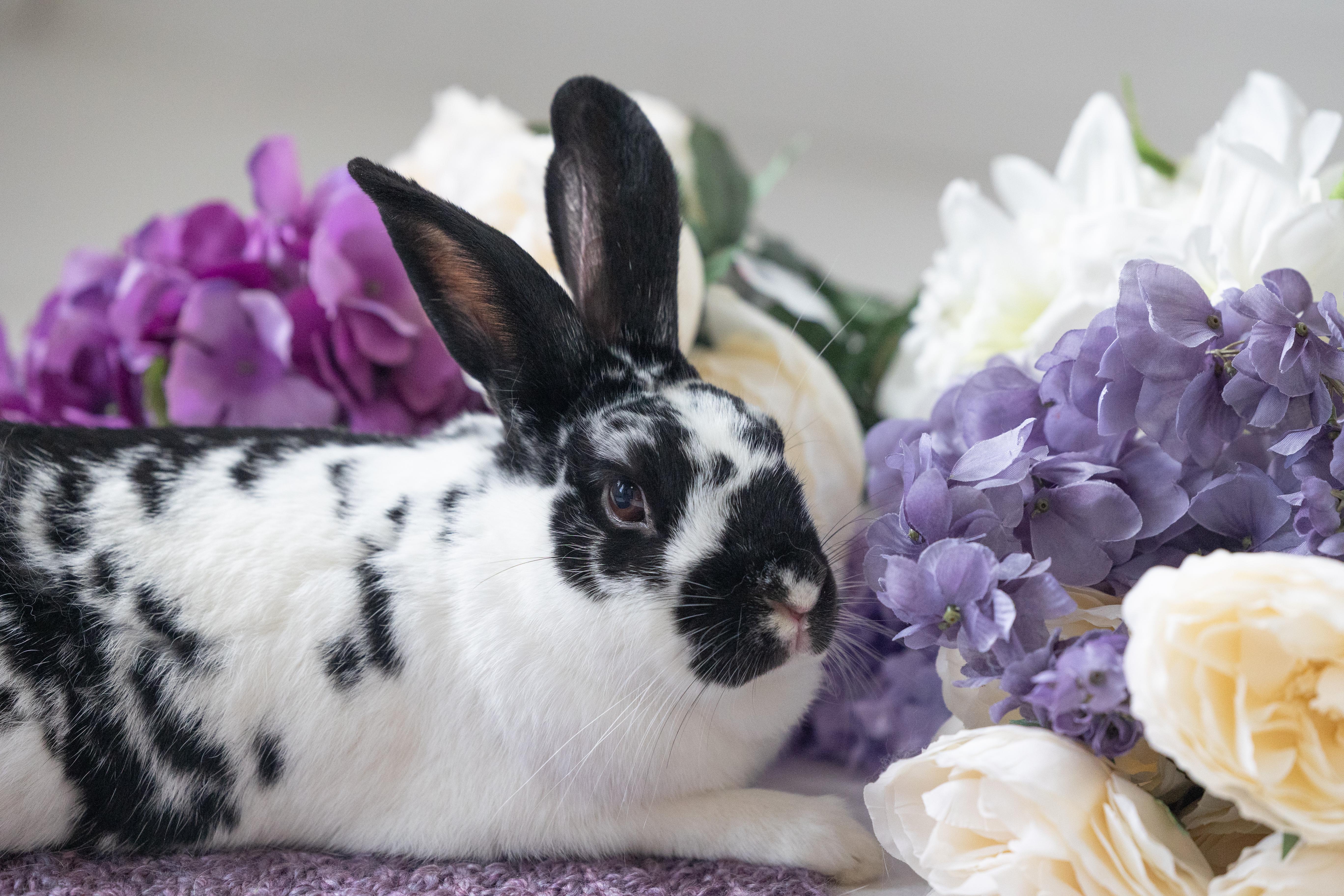 Enlarge Mr. Kringle, a Adoptable Bunny Rabbit in Saint Paul, MN image 1/6