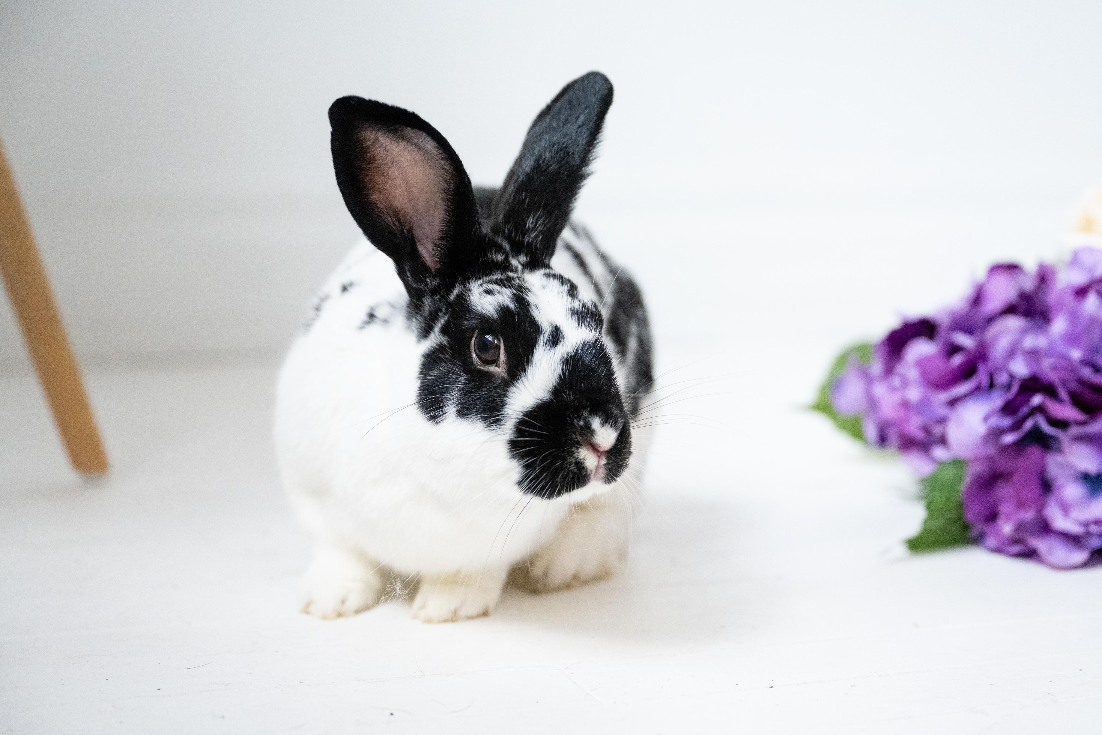 Enlarge Mr. Kringle, a Adoptable Bunny Rabbit in Saint Paul, MN image 6/6