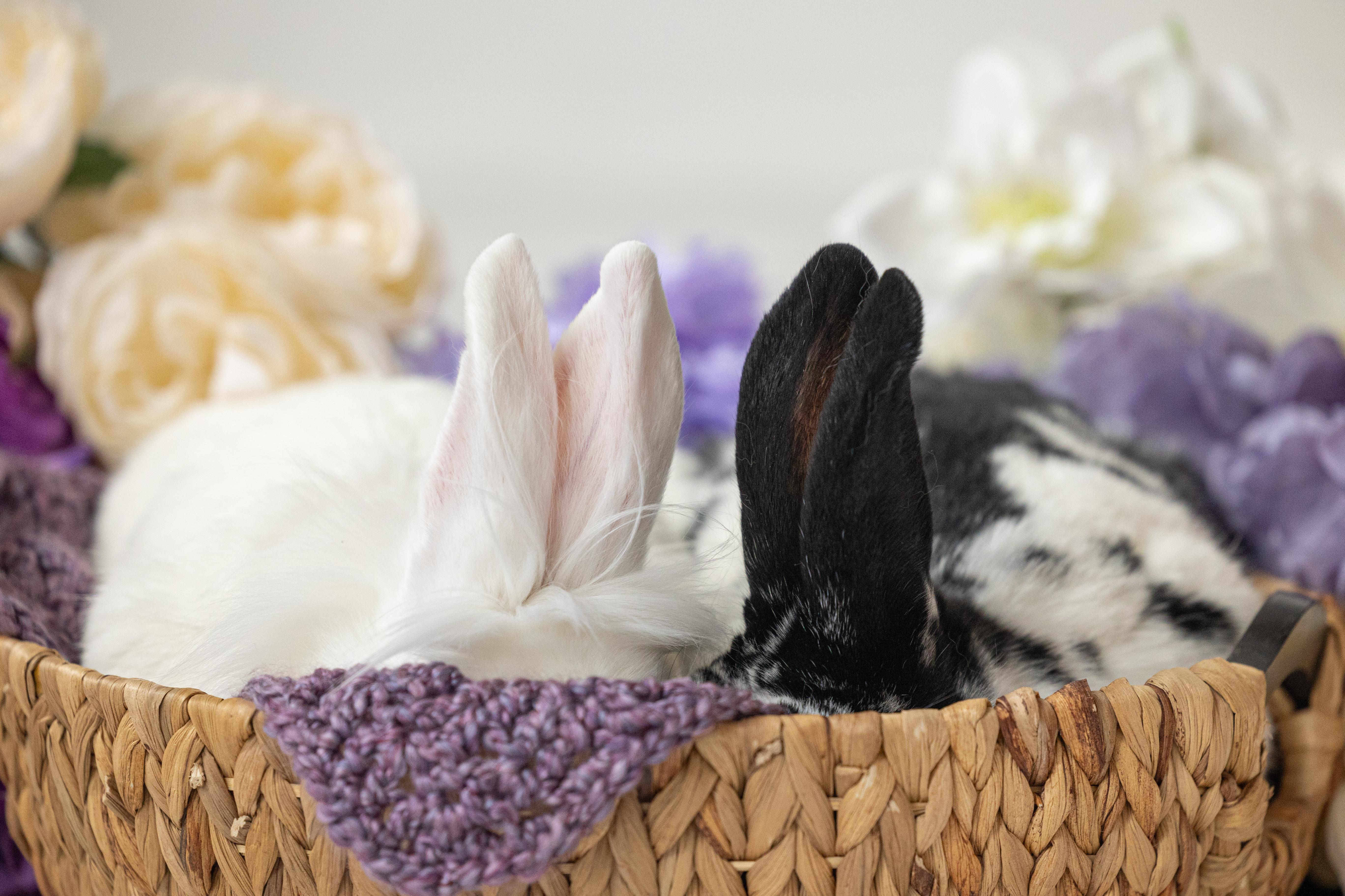 Enlarge Mr. Kringle, a Adoptable Bunny Rabbit in Saint Paul, MN image 5/6