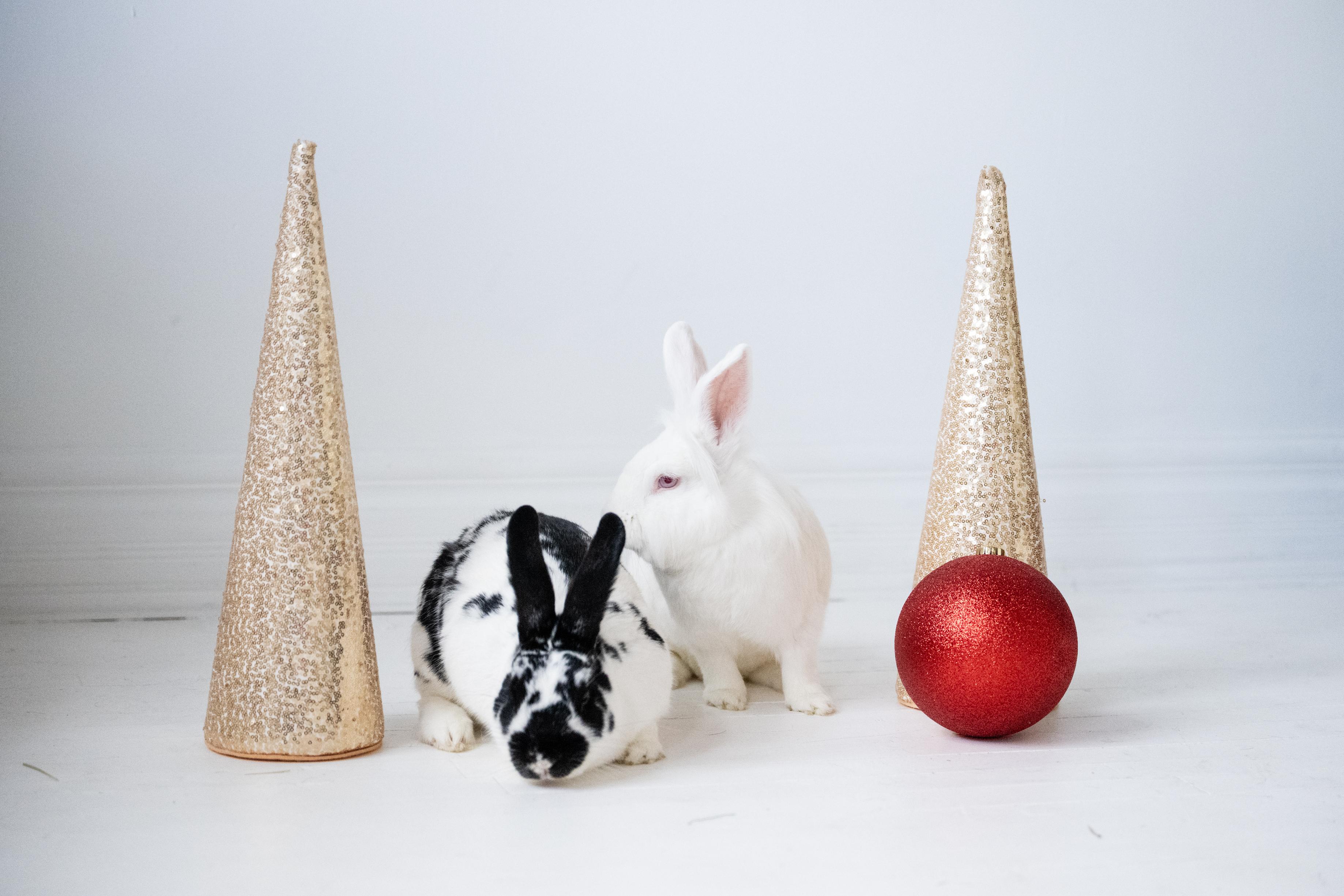 Enlarge Mr. Kringle, a Adoptable Bunny Rabbit in Saint Paul, MN image 4/6