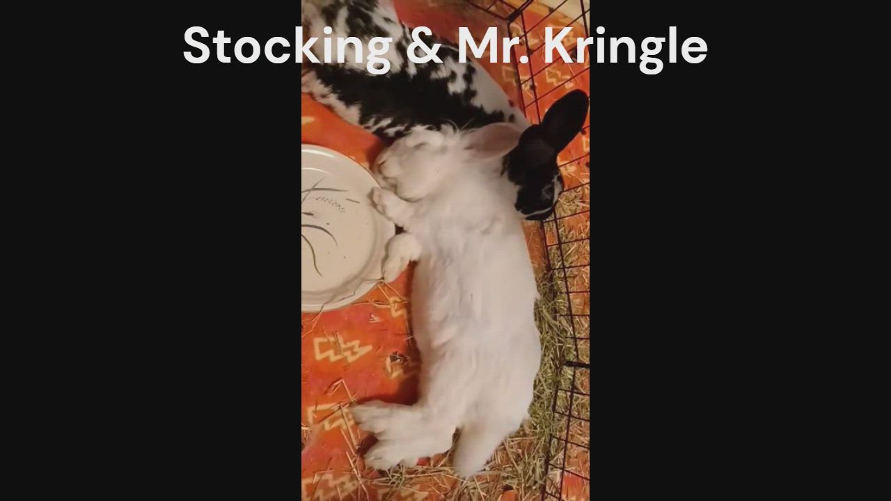 Enlarge Mr. Kringle, a Adoptable Bunny Rabbit in Saint Paul, MN video 2/6