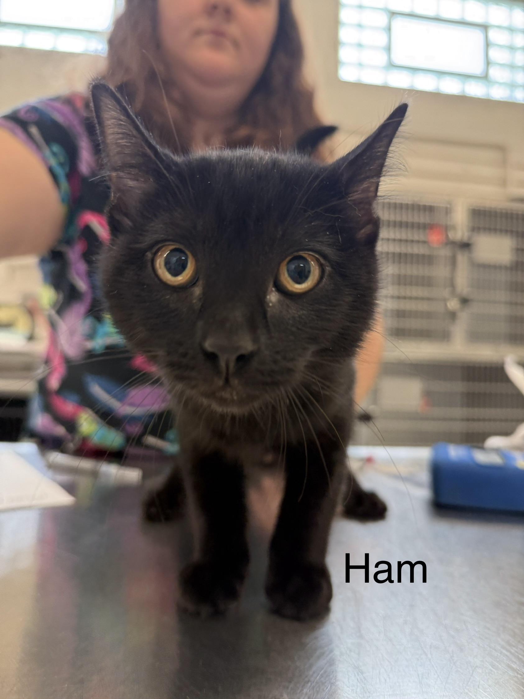Ham, Adopted, Young Male Domestic Short Hair.