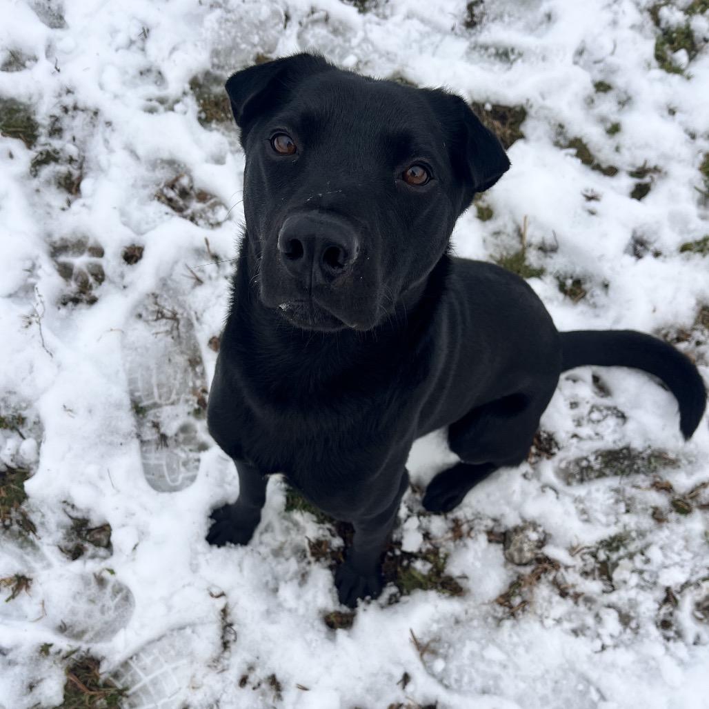 Chief, Adoptable, Young Male Mixed Breed.