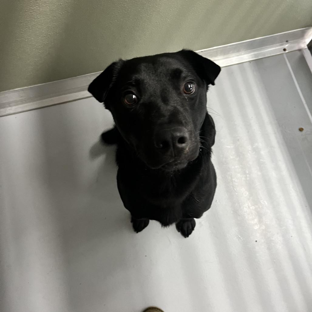 Enlarge Chief, a Adoptable Mixed Breed in Spokane, WA image 1/1