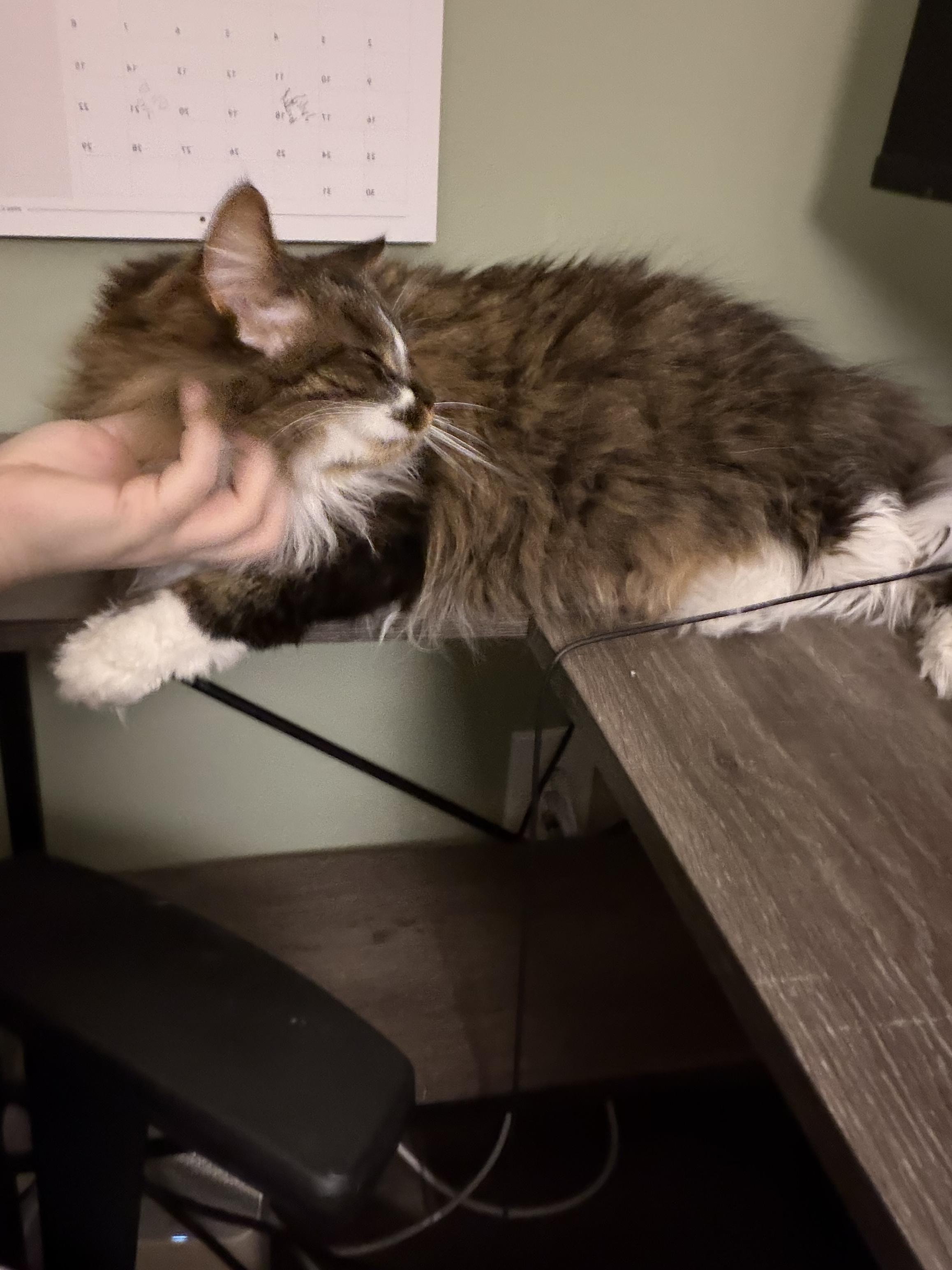 Enlarge Charles and Fiona bonded pair , a ADOPTABLE Domestic Long Hair in Enfield, CT image 3/4