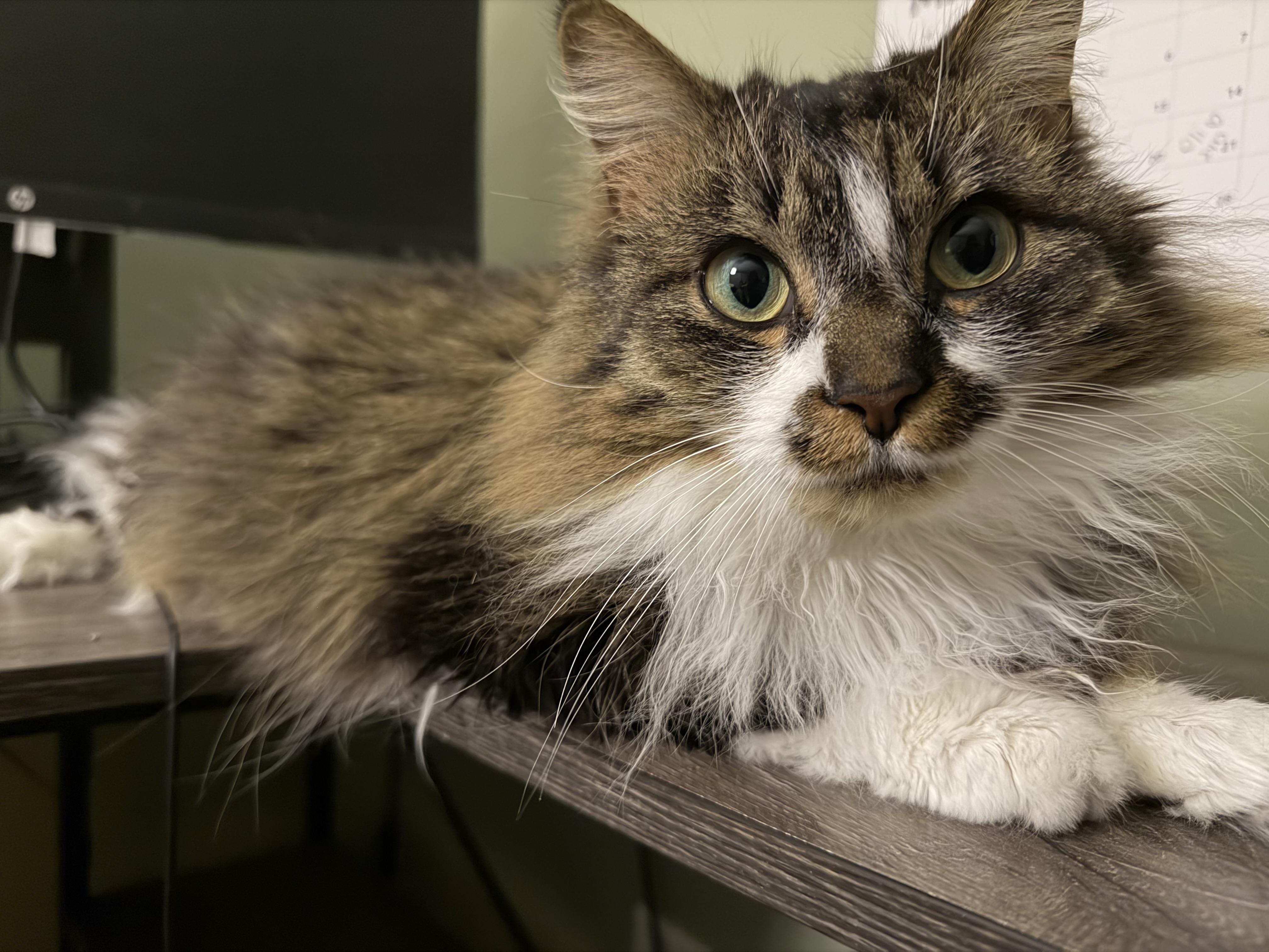 Charles and Fiona bonded pair , ADOPTABLE, Adult Female Domestic Long Hair.